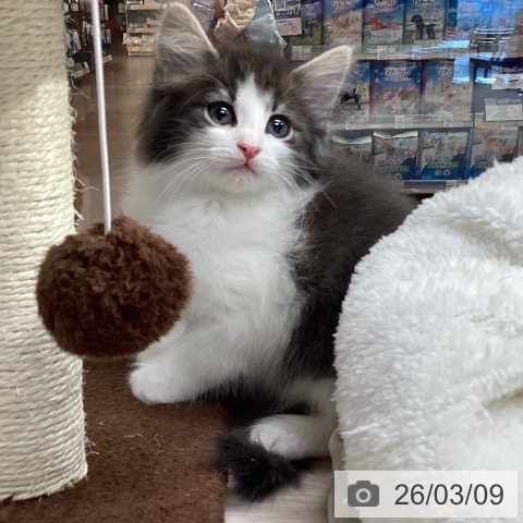 ノルウェージャンフォレストキャットの写真