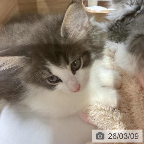 ノルウェージャンフォレストキャットの写真