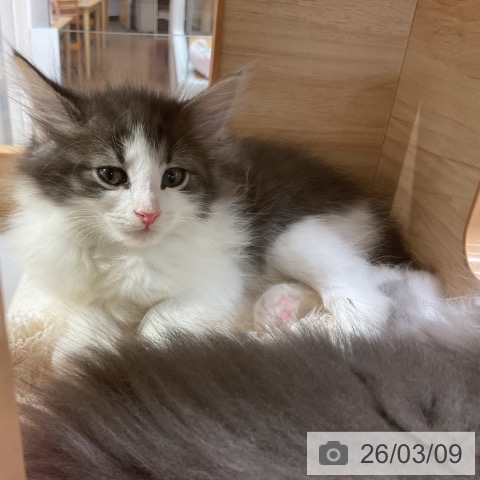 ノルウェージャンフォレストキャットの写真