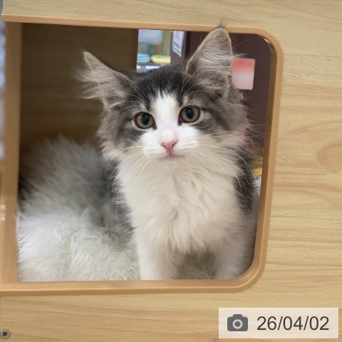 岐阜県のノルウェージャンフォレストキャット (ペットプラス 光ケ丘店/2026年1月8日生まれ/女の子/ブルータビーホワイト)の子猫の4枚目の画像