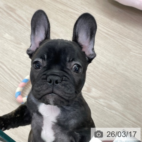 愛知県のフレンチブルドッグ (ペットプラス 豊田店/2026年1月8日生まれ/男の子/ブリンドル)の子犬の3枚目の画像