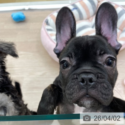 愛知県のフレンチブルドッグ (ペットプラス 豊田店/2026年1月8日生まれ/男の子/ブリンドル)の子犬の3枚目の画像