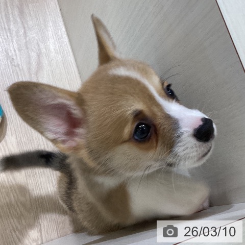 ウェルシュ・コーギー・ペンブロークの写真