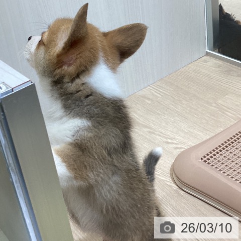 ウェルシュ・コーギー・ペンブロークの写真