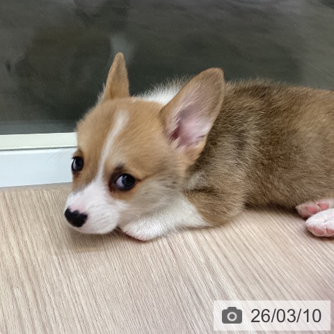 富山県のウェルシュコーギーペンブローク (ペットプラス 高岡店/2026年1月6日生まれ/男の子/レッドホワイト)の子犬の4枚目の画像