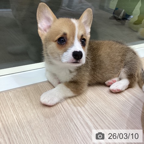 富山県のウェルシュコーギーペンブローク (ペットプラス 高岡店/2026年1月6日生まれ/男の子/レッドホワイト)の子犬の3枚目の画像