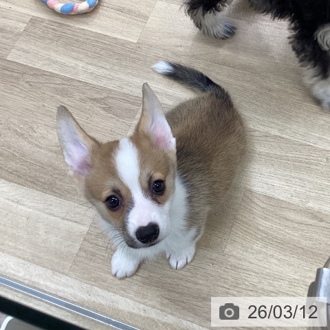 愛知県のウェルシュコーギーペンブローク (ペットプラス mozoワンダーシティ店/2026年1月6日生まれ/女の子/レッドホワイト)の子犬の4枚目の画像