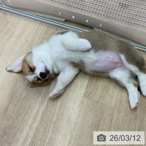 愛知県のウェルシュコーギーペンブローク (ペットプラス mozoワンダーシティ店/2026年1月6日生まれ/女の子/レッドホワイト)の子犬の3枚目の画像