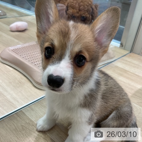 愛知県のウェルシュコーギーペンブローク (ペットプラス 岡崎店/2026年1月6日生まれ/女の子/レッドホワイト)の子犬の3枚目の画像