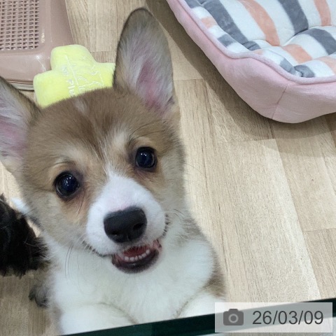 ウェルシュ・コーギー・ペンブロークの写真