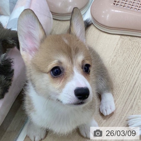 ウェルシュ・コーギー・ペンブロークの写真