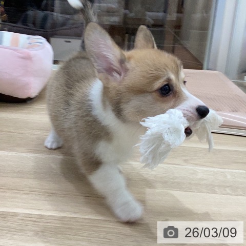 ウェルシュ・コーギー・ペンブロークの写真