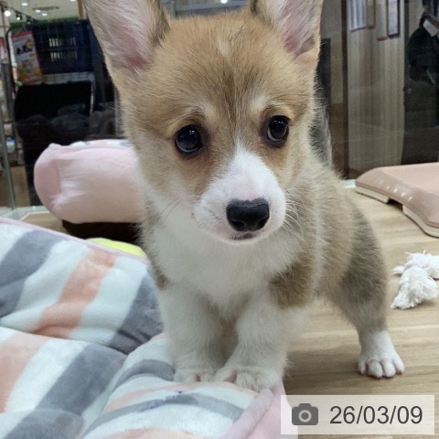 ウェルシュ・コーギー・ペンブロークの写真