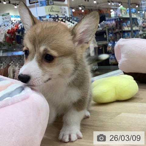 ウェルシュ・コーギー・ペンブロークの写真