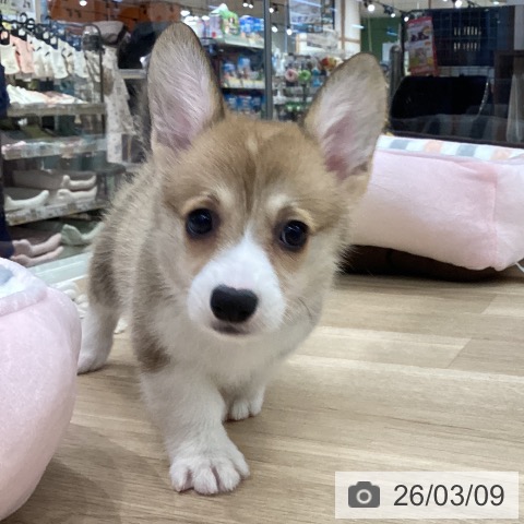 ウェルシュ・コーギー・ペンブロークの写真