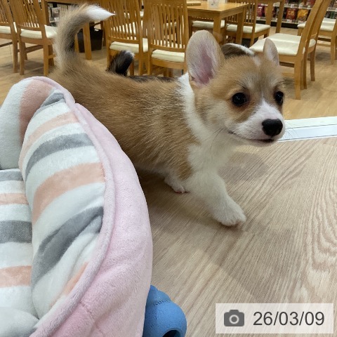 ウェルシュ・コーギー・ペンブロークの写真