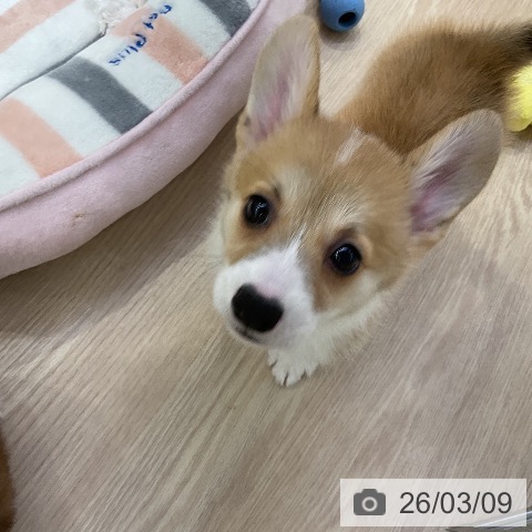 ウェルシュ・コーギー・ペンブロークの写真