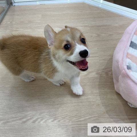 ウェルシュ・コーギー・ペンブロークの写真