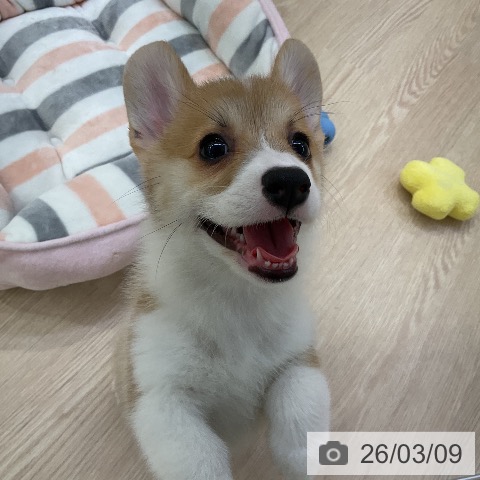 ウェルシュ・コーギー・ペンブロークの写真