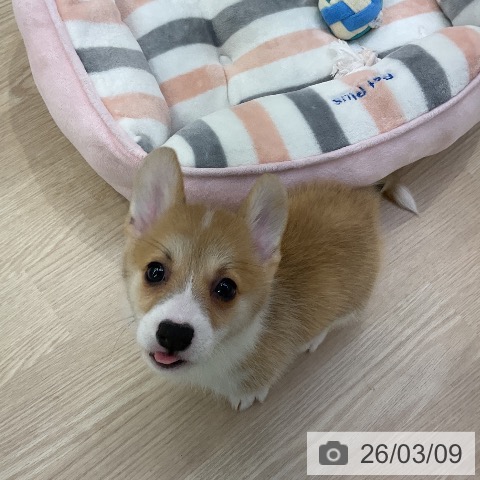 ウェルシュ・コーギー・ペンブロークの写真