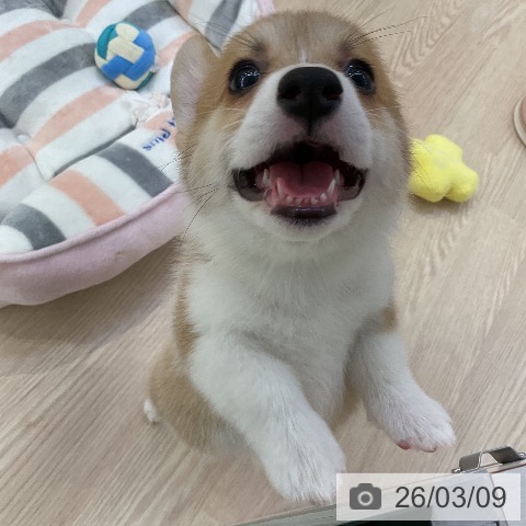 ウェルシュ・コーギー・ペンブロークの写真