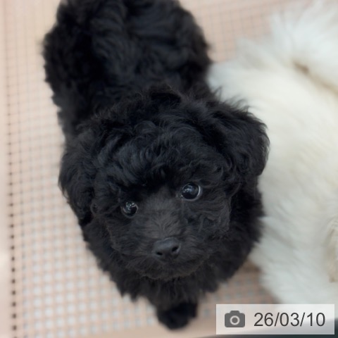 石川県のトイプードル(トイ) (ペットプラス 白山店/2026年1月7日生まれ/男の子/ブラック)の子犬の4枚目の画像
