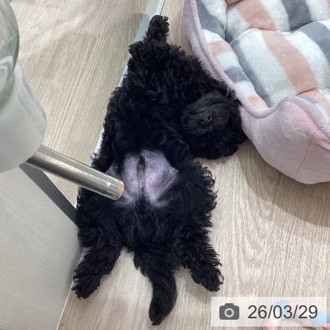 石川県のトイプードル(トイ) (ペットプラス 白山店/2026年1月7日生まれ/男の子/ブラック)の子犬の3枚目の画像