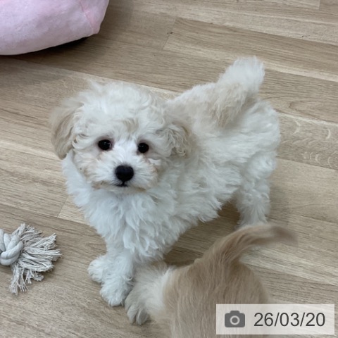 愛知県のトイプードル(トイ) (ペットプラス みなと店/2026年1月7日生まれ/男の子/クリーム)の子犬の4枚目の画像