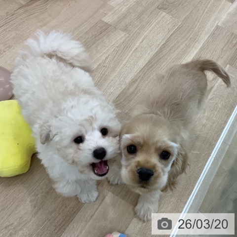 愛知県のトイプードル(トイ) (ペットプラス みなと店/2026年1月7日生まれ/男の子/クリーム)の子犬の3枚目の画像