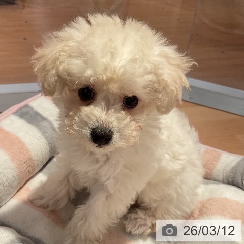 トイ・プードルの写真