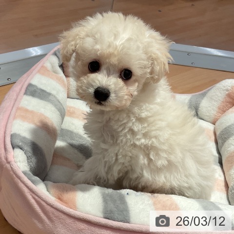 トイ・プードルの写真