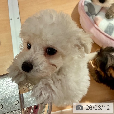 トイ・プードルの写真