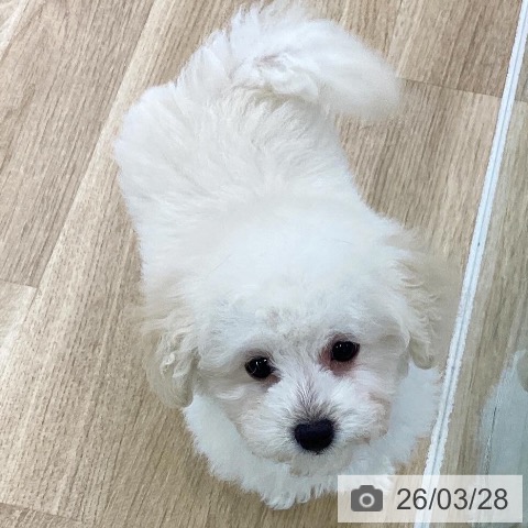 トイ・プードルの写真