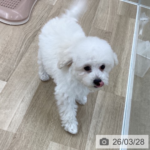 トイ・プードルの写真