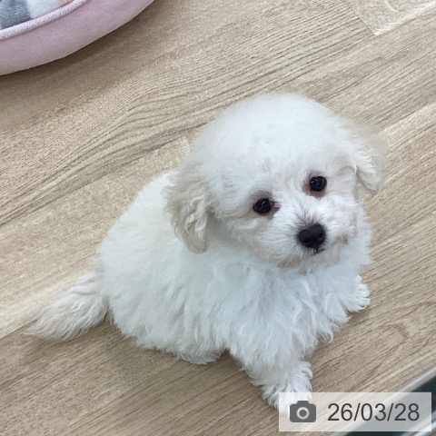 トイ・プードルの写真