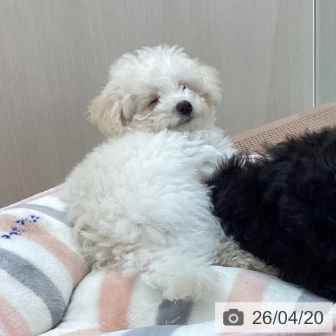 トイ・プードルの写真