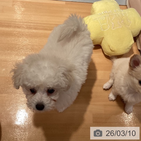 愛知県のトイプードル(トイ) (ペットプラス 名古屋茶屋店/2026年1月7日生まれ/女の子/ホワイト)の子犬の4枚目の画像