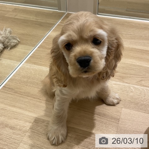 アメリカン・コッカー・スパニエルの写真