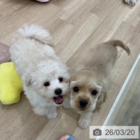 愛知県のアメリカンコッカースパニエル (ペットプラス みなと店/2026年1月4日生まれ/男の子/バフ)の子犬の4枚目の画像