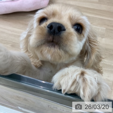 愛知県のアメリカンコッカースパニエル (ペットプラス みなと店/2026年1月4日生まれ/男の子/バフ)の子犬の3枚目の画像