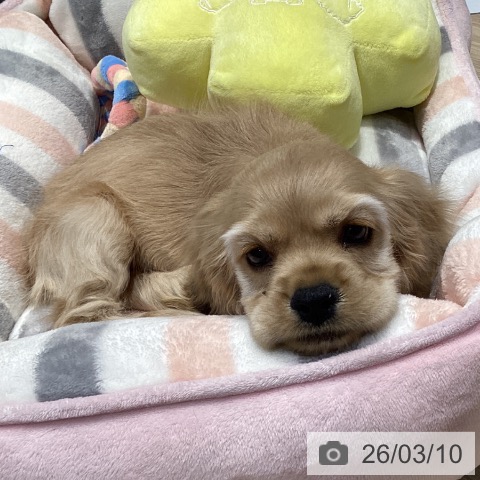 アメリカン・コッカー・スパニエルの写真