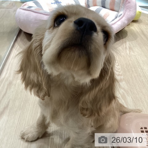 アメリカン・コッカー・スパニエルの写真