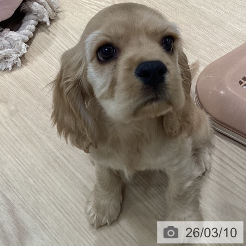 アメリカン・コッカー・スパニエルの写真