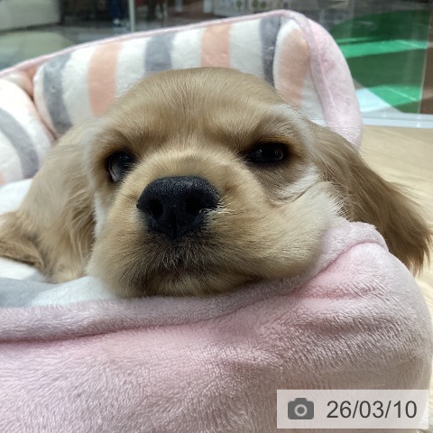 アメリカン・コッカー・スパニエルの写真