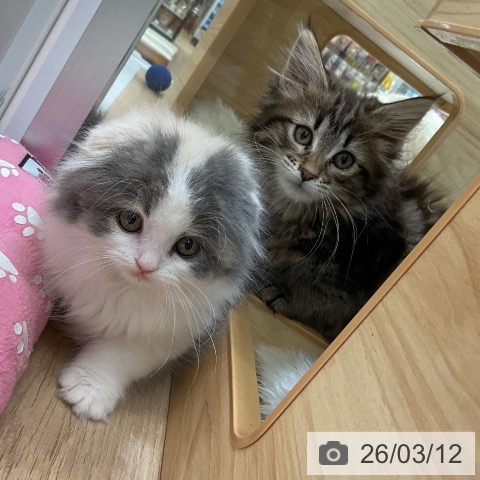 メインクーンの写真