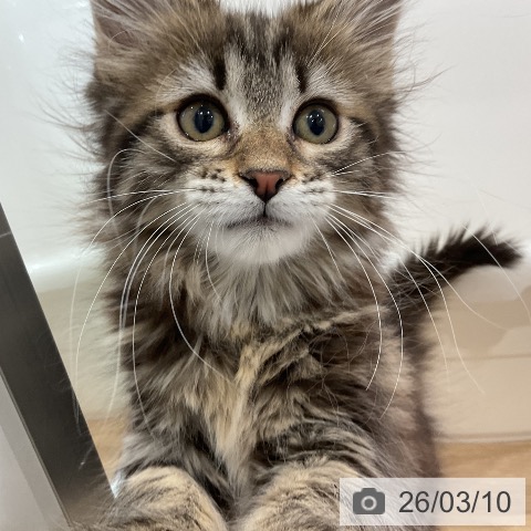 メインクーンの写真