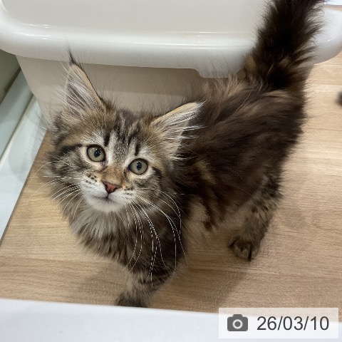 メインクーンの写真