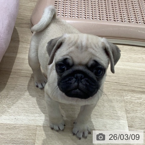 岐阜県のパグ (ペットプラス 各務原店/2026年1月5日生まれ/男の子/フォーン)の子犬の4枚目の画像