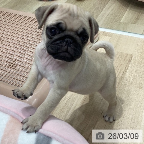 岐阜県のパグ (ペットプラス 各務原店/2026年1月5日生まれ/男の子/フォーン)の子犬の3枚目の画像