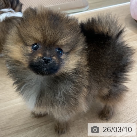 ポメラニアンの写真